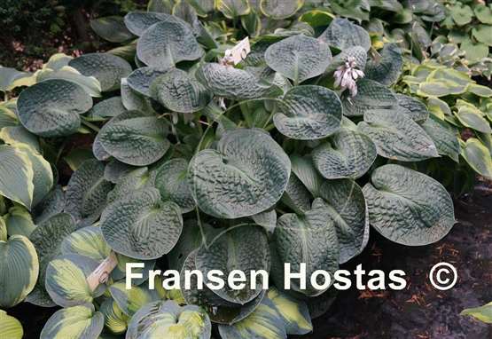 Hosta Black Hills